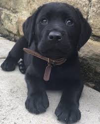Hello My Congo This Looks Almost Exactly Like My Labradollie Colliedor Congo Cute Dogs Puppies Lab Puppies