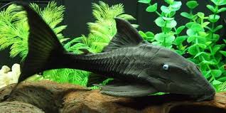 different types of bottom feeder fish