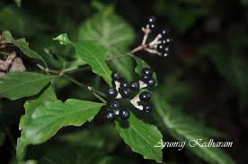 Image result for Chassalia cristata