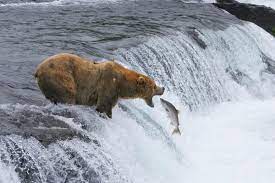 You can visit katmai in a day from anchorage, homer, or king salmon to see the bears. How To Find A Bear In Alaska Katmai National Park National Parks Adventure