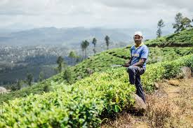 Sri lanka, tea plantations near nuwara eliya, picking tea leaves.jpg 3,072 × 2,048; Trekking Through A Tea Plantation In Sri Lanka Journey Era
