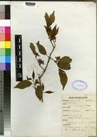 Image result for Rytigynia sp. M