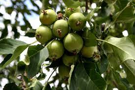 Leaves are pinnately compound with individual leaflets ranging from one to three inches in length. Tiny Green Apples On Tree Picture Free Photograph Photos Public Domain