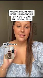 How to Teach Scared Dog to Stop Pulling