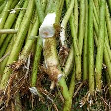 Image result for Aeschynomene afraspera