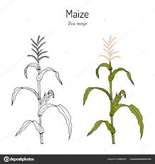 Image result for Zea mays