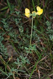 Image result for Lotus corniculatus
