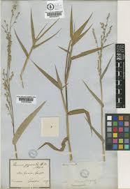 Image result for Acroceras