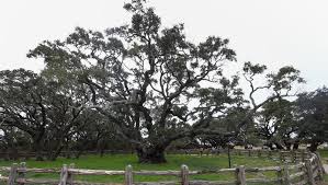 This not a trivial issue. Here S How You Can Help The Big Tree At Goose Island State Park
