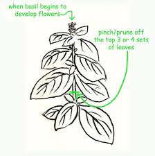 It's simple and can be done in just a few steps. Harvesting Basil Harvest Basil Harvesting Basil Growing Basil