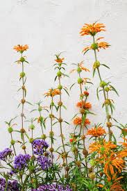 64 santa barbara california rv parks & campgrounds. Santa Barbara Floral At Artfullywalls Purple And Orange Flowers In Santa Barbara California California Orange Purple Fl Abstract Flowers Floral Abstract