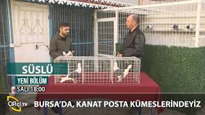 Bursa Da Kanat Posta Kumesleri Suslu Kus Guvercin Youtube