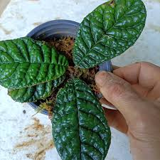 Image result for Gesneriaceae