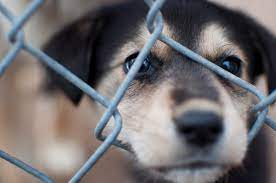 National mill dog rescue saves commercial breeding dogs from puppy mills, giving them a final chance to find happiness and comfort in a loving home. The Best Places To Find A Really Cheap Puppy Pethelpful