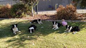 Powerhouse Border Collies Home