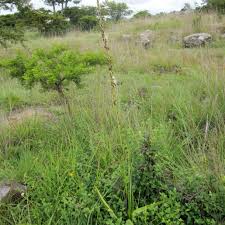 Image result for Chlorophytum bowkeri