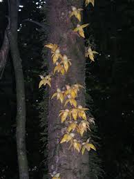 Image result for Uvariastrum germainii