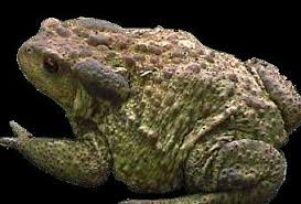 La bave du crapaud n'atteint pas la colombe. La Bave Du Crapaud Envieux Paperblog