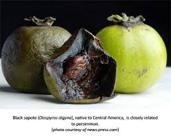 We did not find results for: Usa Black Sapote Piques Interest In Local Sale Tfnet International Tropical Fruits Network
