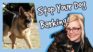 Dogs that bark when left home alone can cause their owners problems with the neighborhood community. How To Stop Your Dog Barking At Other Dogs Stop Dogs Barking Top Tips Plus Competition Youtube