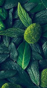 Check spelling or type a new query. Pin By äºšå¥‡ è‚ On Skovgron Green Nature Green Wallpaper Nature Wallpaper