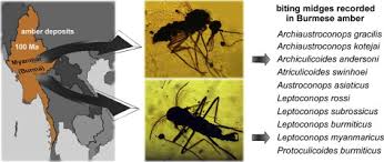Most mango gall midges cause leaf galls but some cause flower damage, others damage branches and. Further Records Of Biting Midges Diptera Ceratopogonidae From Upper Cretaceous Burmese Amber Myanmar Sciencedirect