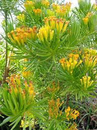 Image result for Senecio letouzeyanus