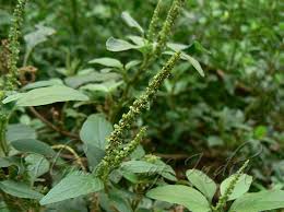 Image result for Amaranthus spinosus