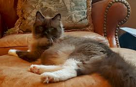 Find local ragdoll in cats and kittens in the uk and ireland. Ragdolls Kittens For Sale Seattle Tacoma Wa