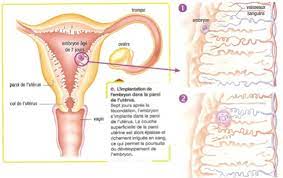Photos, vidéos, conseils et tendances, news sur symptômes grossesse. Endo Grossesse Art Fertilite