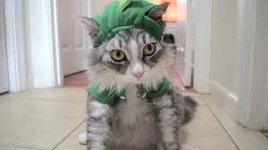 Check spelling or type a new query. Cat S Reaction To Dinosaur Costume Youtube