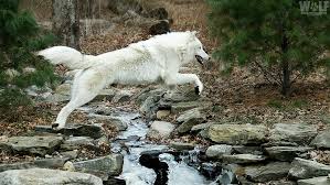 The average that horses can canter without stopping is between 1 and 5 miles if their pace isn't too fast. Wolf Conservation Center On Twitter Happy Leapday2020 This Year Wolves Can Run Dance And Leap Into Your Heart For An Extra 24 Hours Leapyear Standforwolves Atka Https T Co Jukufnwyxr