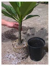 Plumeria plants need moderate to low humidity levels. Plumeria Propagation How To Root Plumeria Cuttings Plumeria Tree Plumeria Flowers Plumeria Care