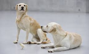 Image result for arte concettuale