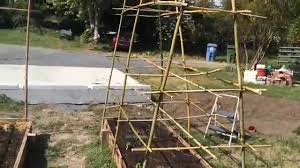Trellises are great additions to any garden where you want to grow climbing plants. Bamboo Pea And Tomato Trellis Youtube