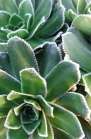 Image result for Hereroa glenensis