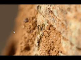 What is good bait for ghost ants? Ghost Ants How To Get Rid Of Ghost Ants Tips And Guide Pest Samurai