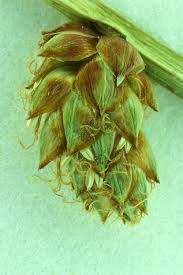 Image result for Schoenoplectiella mucronata