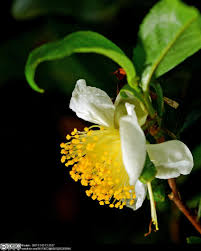 Image result for Camellia sinensis