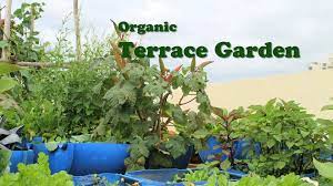 Organic Terrace Garden English Terrace Garden Organic Vegetable Garden Garden