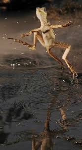 Maybe you would like to learn more about one of these? 11 Green Basilisk Ideas Basilisk Lizard Amphibians