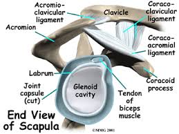 The shoulder joint is composed of three bones: Physical Therapy In Grove City For Shoulder Anatomy