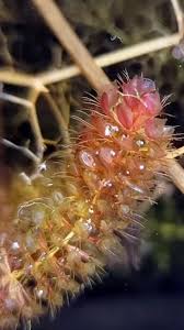 Image result for Aldrovanda vesiculosa