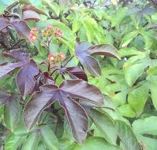 Image result for Jatropha schlechteri