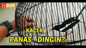 Jenis burung ini cukup digemari di indonesia dan banyak dikembangkan di beberapa daerah karena suara dan bentuknya yang menarik. Benar Atau Tidak Ada Kacer Tipe Panas Dan Dingin By Aaduki