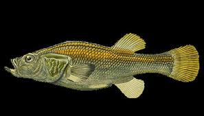 Image result for Orestias