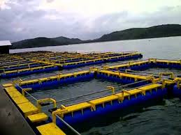Mengenal Keramba Jaring Apung Kja Serta Bagian Dan Ragam Jenis Kja Biota Dunia Perairan