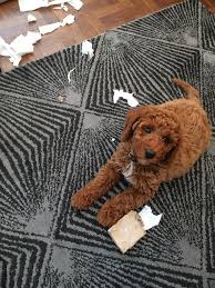 We get a number of enquiries about teddy bear puppy dog rescue so i thought i would post some information about finding a rescue puppy and giving it a new home. Teddy Bear Puppies Rescue Wisconsin Bmo Show