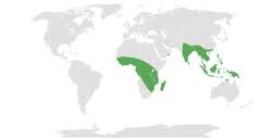 Image result for Exacum oldenlandioides