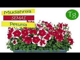 Mudahnya Semai Benih Bunga Petunia Youtube Petunias Bunga Plants